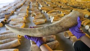 Elefanten-Wilderer auf Sumatra festgenommen