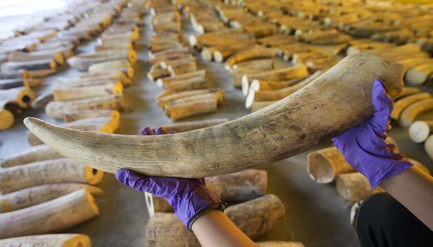 Elefanten-Wilderer auf Sumatra festgenommen