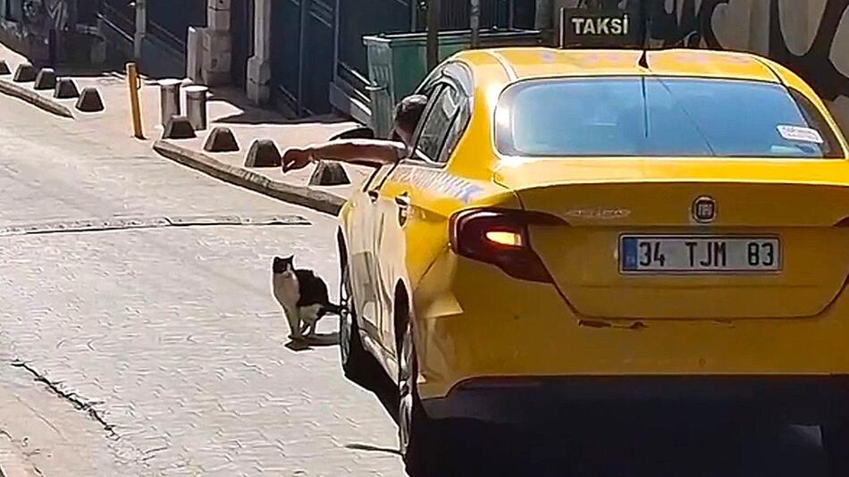 Geschäft auf der Straße: Katze stoppt Verkehr in Istanbul
