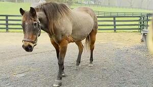 Tierische Rekordhalterin: Pferd Fancy feiert 38. Geburtstag