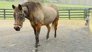 Tierische Rekordhalterin: Pferd Fancy feiert 38. Geburtstag