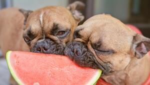 Zwei Französische Bulldoggen fressen Wassermelone.