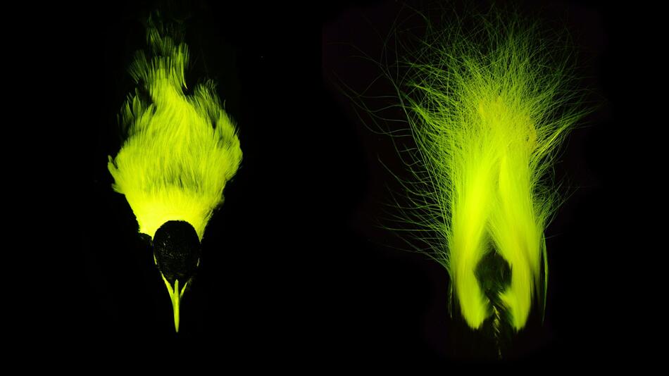 Dossier Biofluoreszenz bei Paradiesvögeln (Bildkombo)