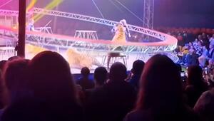 Panik im Zirkuszelt: Schutznetz fällt herunter – Tiger springt ins Publikum