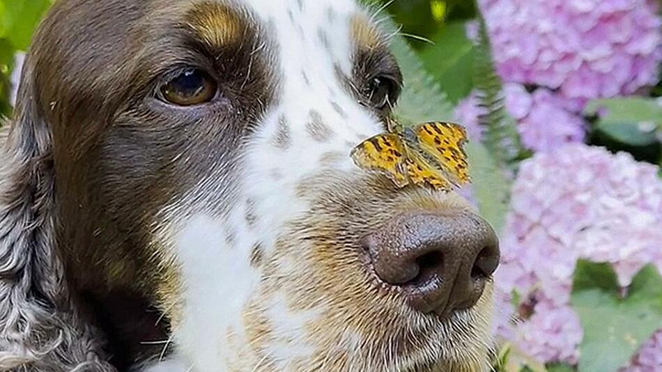 Schmetterling landet auf Hundenase – Vierbeiner bleibt cool