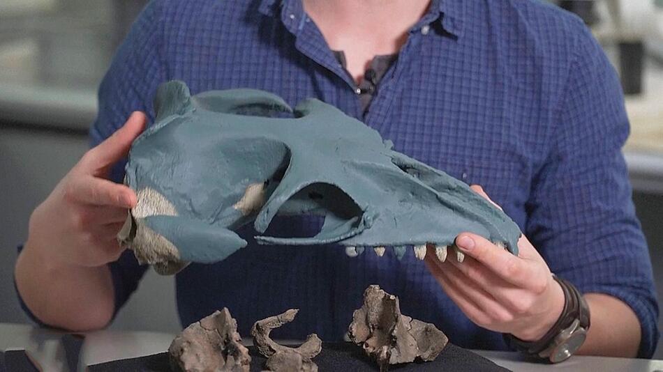 „Tennisball-Augen“ und scharfe Zähne: Neue prähistorische Walart in Australien entdeckt
