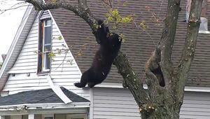 Ungewöhnlicher Besucher: Schwarzbär klettert auf Baum in Wohngebiet in New York