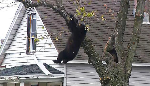 Ungewöhnlicher Besucher: Schwarzbär klettert auf Baum in Wohngebiet in New York