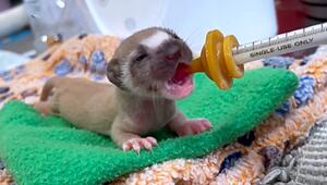 Happy End: Verwaistes Wieselbaby nach zwei Monaten Pflege in Kalifornien ausgewildert