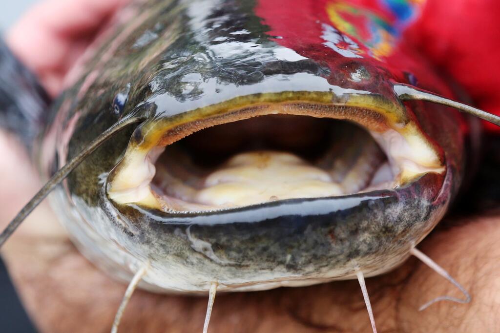 Küken Killer vom Weiher Küken Killer vom Weiher