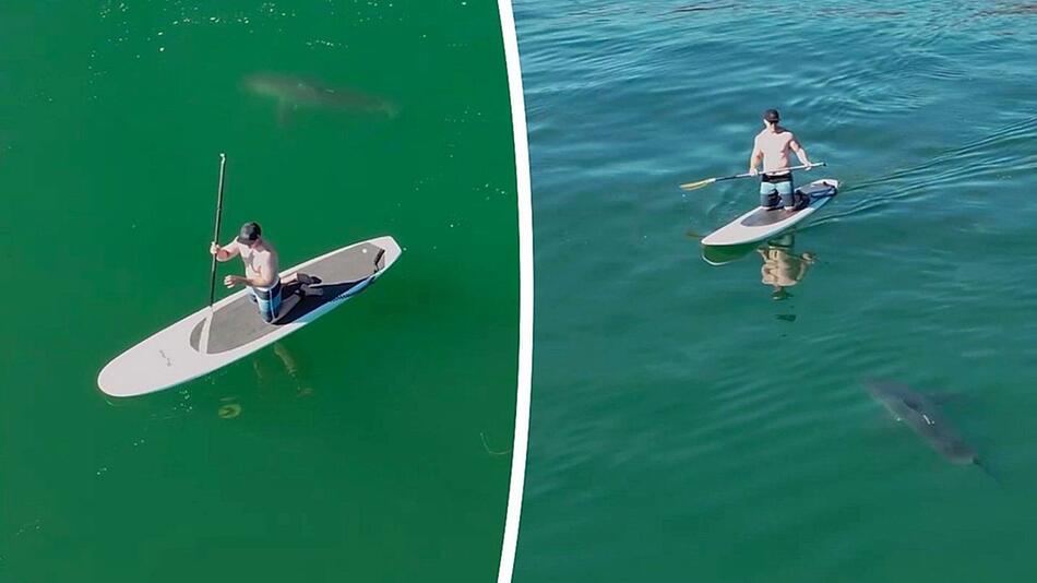 Weißer Hai umkreist Paddleboarder: Jungtier kam zum Greifen nahe