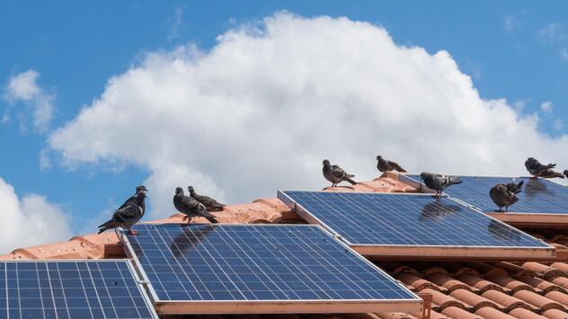 Tauben auf Solaranlage
