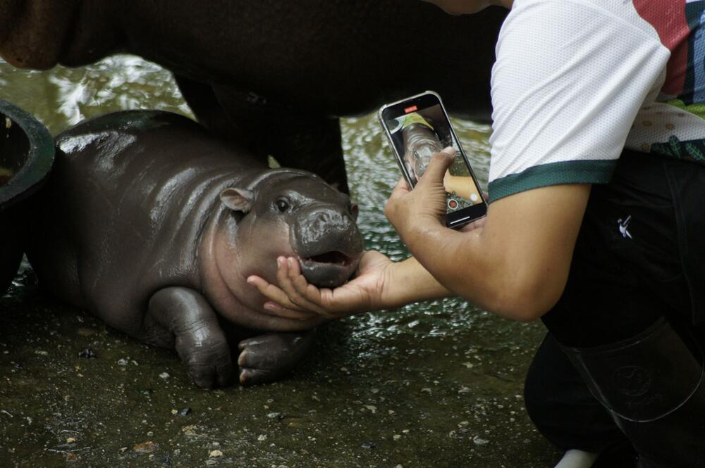 Zwergflusspferd Moo Deng in Thailand