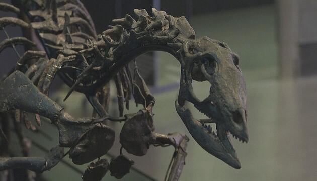 Flinker Pflanzenfresser: Forscher entdecken neue Dino-Art