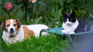 Hund und Katze in einem Garten