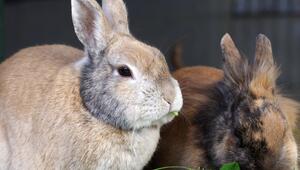 Ein helles Kaninchen sitzt neben einem braunen Kaninchen, das gerade Blätter frisst.