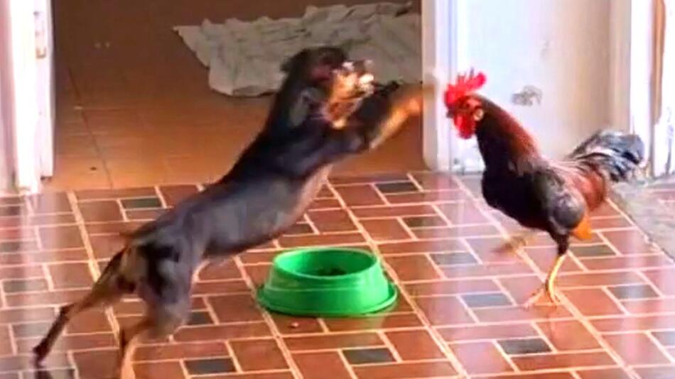 Hund gegen Hahn: Tierischer Futterstreit in Brasilien