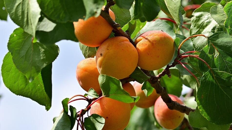 Aprikosenbaum