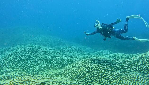 Mutter und Tochter entdecken gigantische Korallenkolonie im Great Barrier Reef