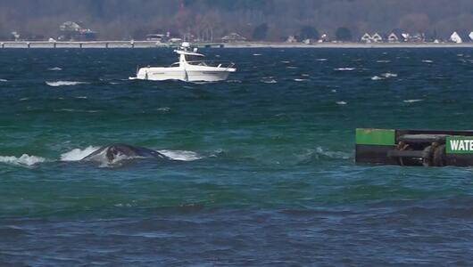 Befreiter Wal in der Ostsee - Tier weiter in Gefahr