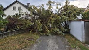 Ein umgestürzter Baum im Bezirk Bruck an der Leitha