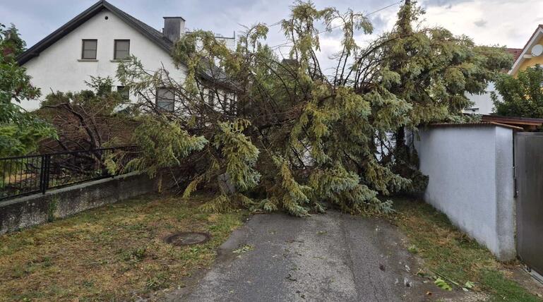 Ein umgestürzter Baum im Bezirk Bruck an der Leitha