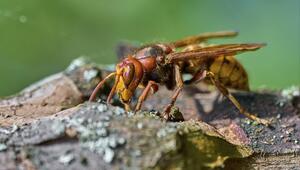 Europäische Hornisse (Vespa crabro) auf der Nahrungssuche an einem alten Baumstamm