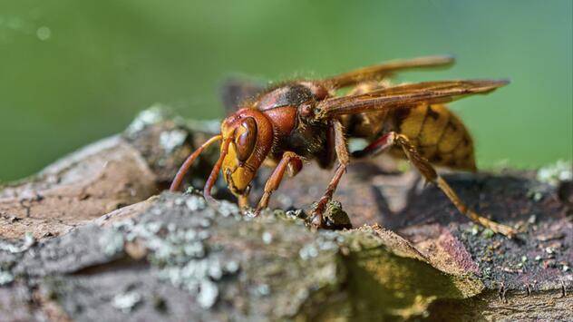 Europäische Hornisse (Vespa crabro) auf der Nahrungssuche an einem alten Baumstamm
