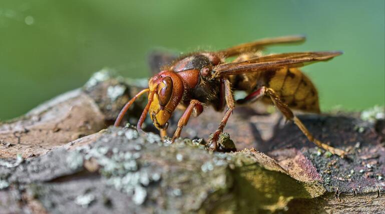 Europäische Hornisse (Vespa crabro) auf der Nahrungssuche an einem alten Baumstamm
