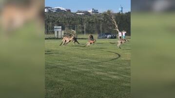 Fußball, Australien, Känguru,