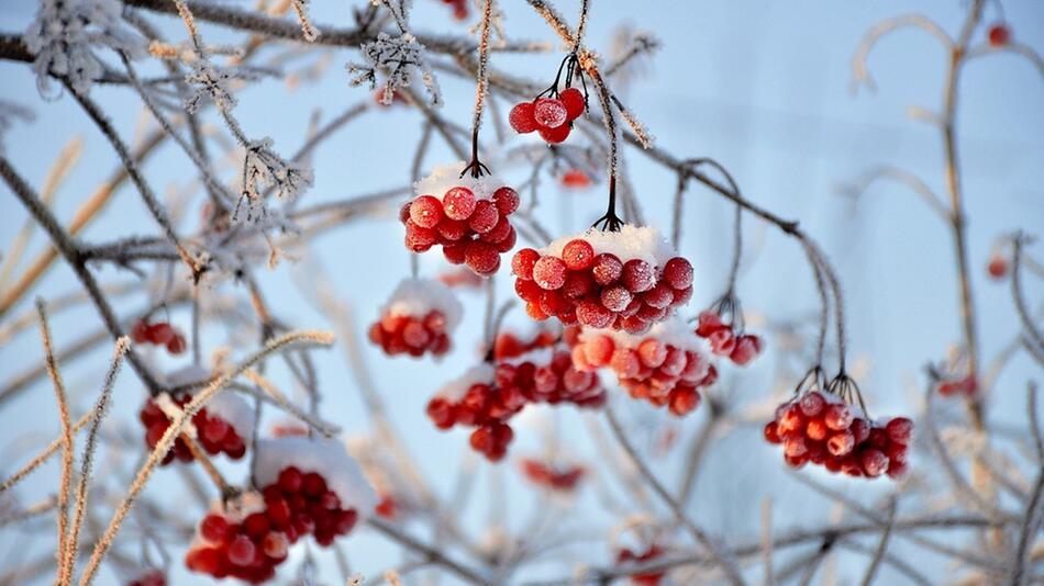 Gartenarbeit im Januar