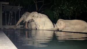 Drink am Pool: Durstige Elefanten brechen in Villa ein