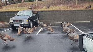 Überraschung nach dem Autowaschen: Truthähne erobern Parkplatz