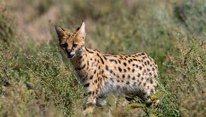 Ein Serval in der Natur. Er hat sein Maul leicht geöffnet.