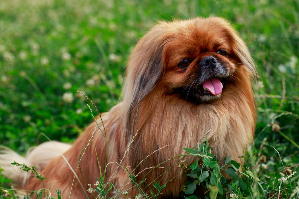Ein Pekinese