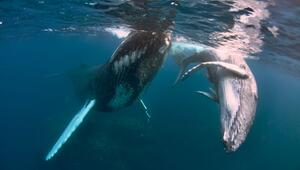 Schnorcheln mit Buckelwalen