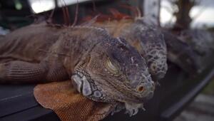 Florida: Kältestarre lässt Leguane von Bäumen fallen