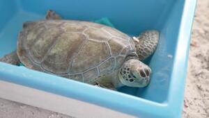 "Nutella" darf zurück in die Natur 