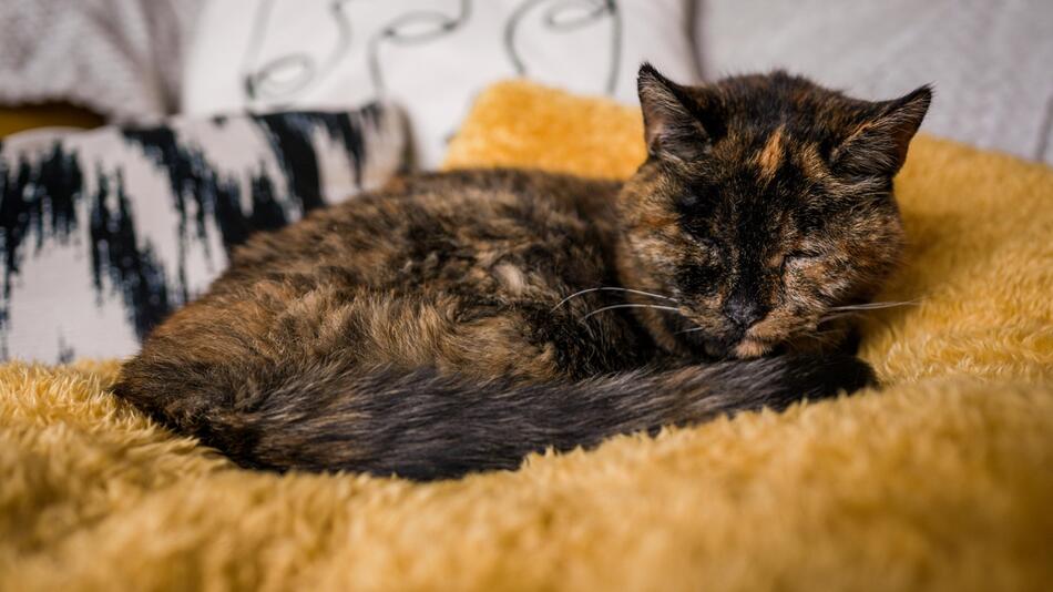 Katze Flossie