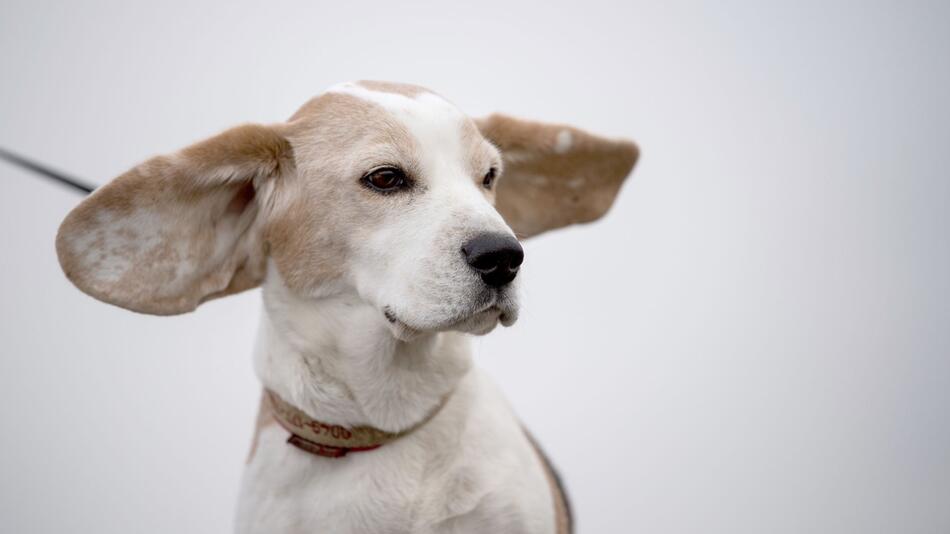 Die Ohren eines Hundes fliegen im Wind