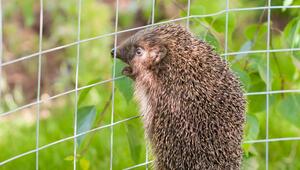 Igel