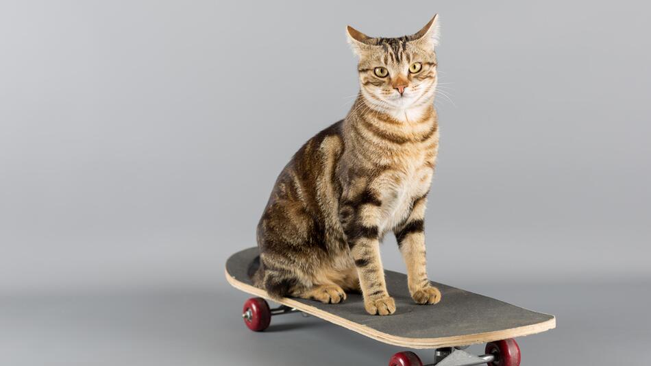 Katze auf Skateboard