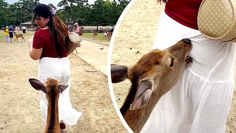 Hinterhältig: Hungriger Sikahirsch beißt Touristin in japanischem Park