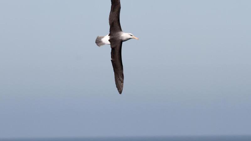 Schwarzbrauenalbatros