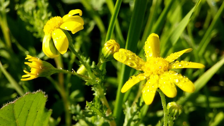 Landesbauernverband warnt: Giftiges Frühlingskreuzkraut breitet sich aus