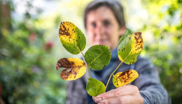 Rosenrost, Rosen, Pflanzen