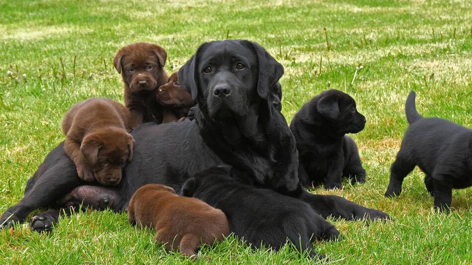 Eine Labrador-Retriever-Hündin umringt von mehreren schwarzen und braunen Welpen.