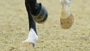 In München wurde ein Turnier wegen tierschutzrelevanter Vorfälle abgebrochen. (Symbolbild)