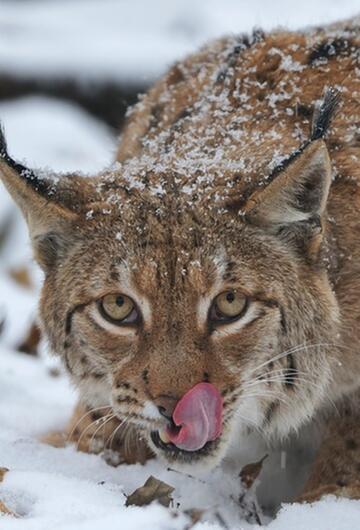 Dem Luchs schmeckt's auch im Schnee