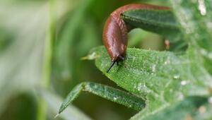 Spanische Wegschnecke